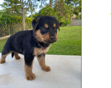 Full Breed Rotty/German Shepard Puppies