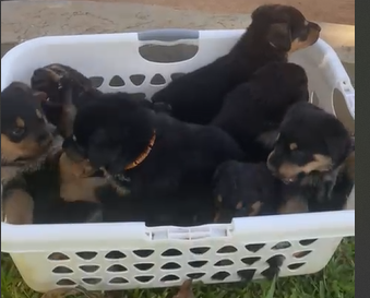 Full Breed Rotty/German Shepard Puppies