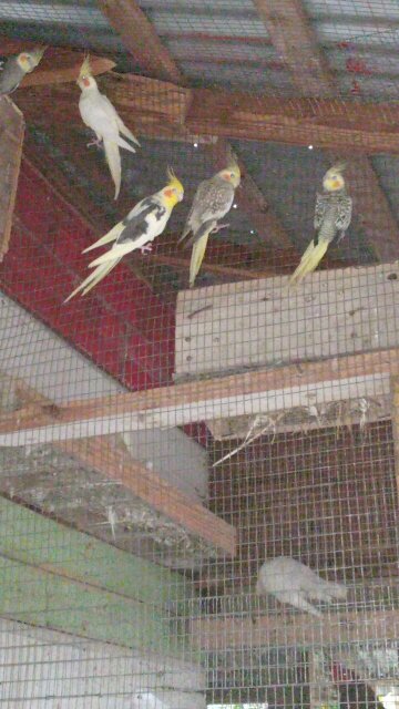 Cockatiel Parrots