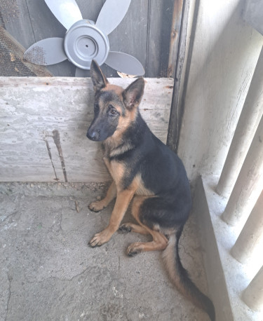 Female German Shepherd ( Negotiable)