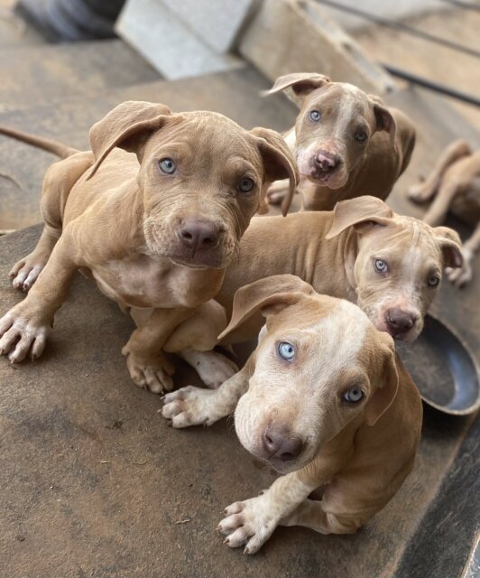 3/4 Mixed Pitbull Puppies