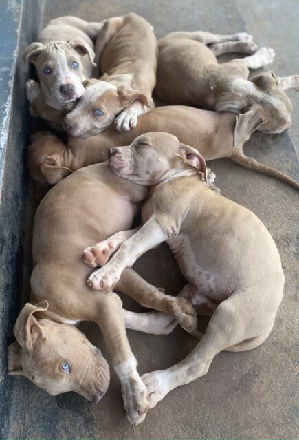 3/4 Mixed Pitbull Puppies