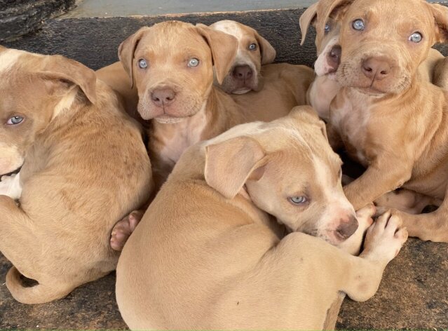 3/4 Mixed Pitbull Puppies