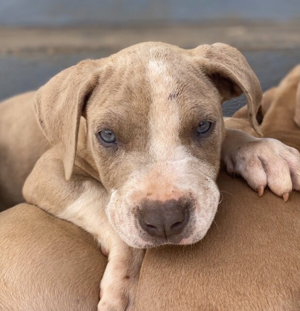 3/4 Mixed Pitbull Puppies