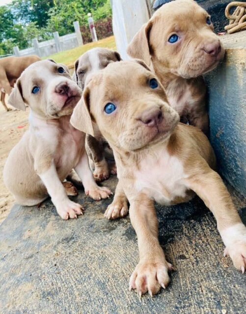 3/4 Mixed Pitbull Puppies