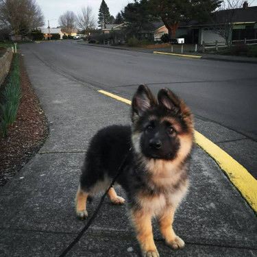 German Shepherd Puppies