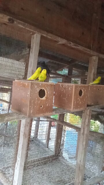 Budgies