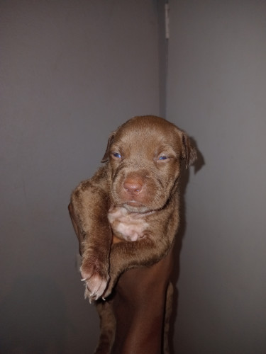 Purebred Pitbull Puppies 