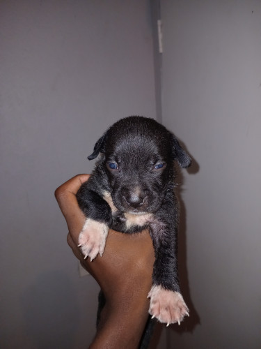 Purebred Pitbull Puppies 