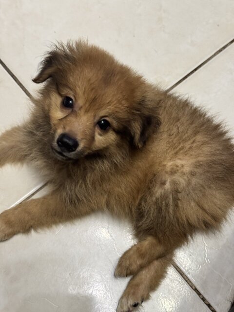 Mixed Pomeranian Puppy