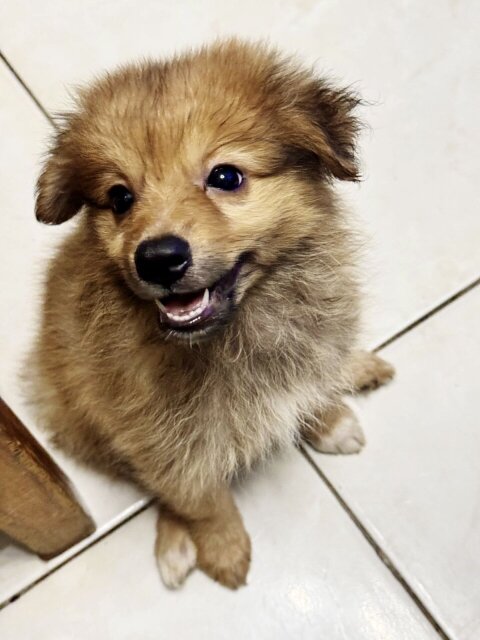 Mixed Pomeranian Puppy