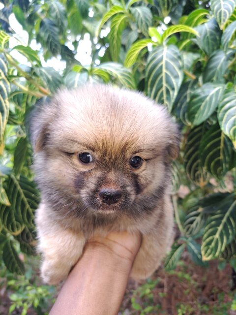 Shihtzu X Pomeranian Puppies