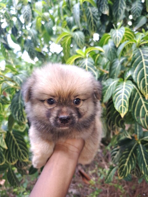 Shihtzu X Pomeranian Puppies