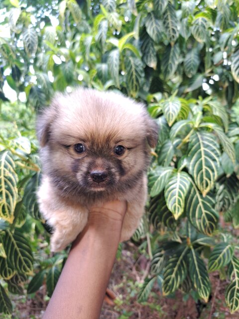 Shihtzu X Pomeranian Puppies