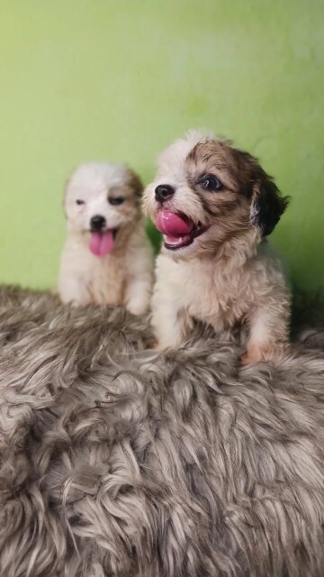 Pomeranian Shihtzu