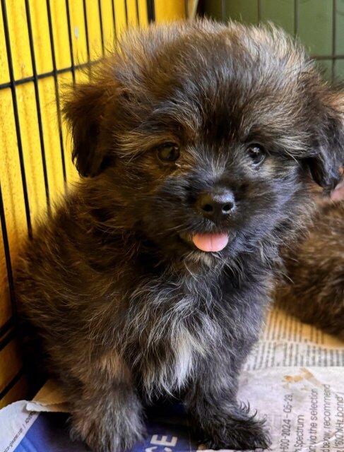 Pomeranian Shihtzu Mix Pups