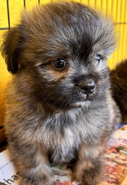 Pomeranian Shihtzu Mix Pups