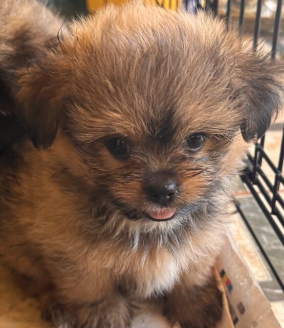 Pomeranian Shihtzu Mix Pups