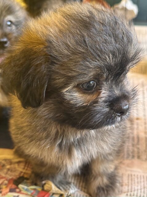 Pomeranian Shihtzu Mix Pups