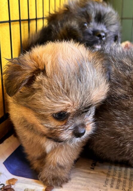 Pomeranian Shihtzu Mix Pups