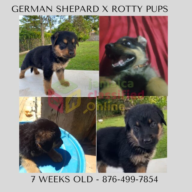 Rotty X German Shepard Mix Pups