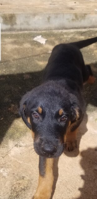 Rotty X German Shepard Mix Pups