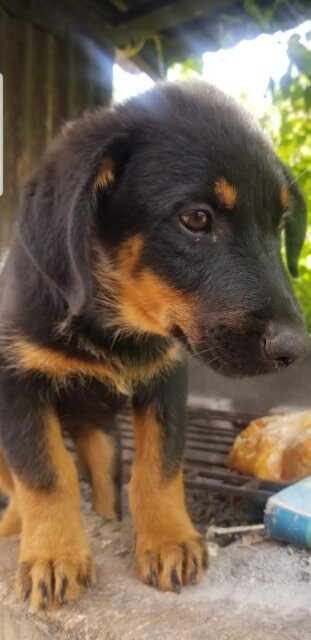 Rotty X German Shepard Mix Pups