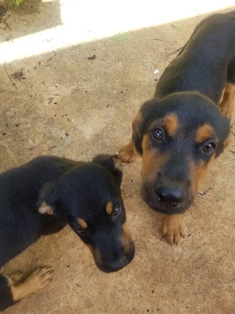 Rotty X German Shepard Mix Pups