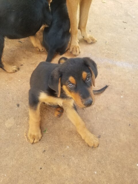 Rotty X German Shepard Mix Pups