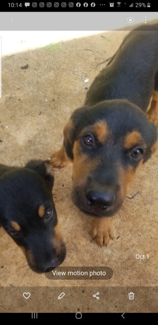 Rotty X German Shepard Mix Pups