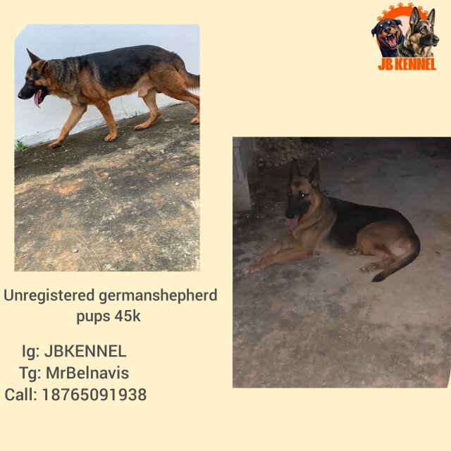 Germanshepherd Pups Pending