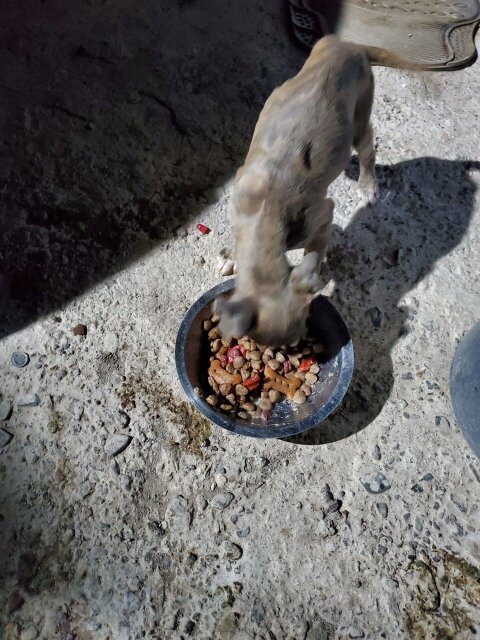 Rehoming