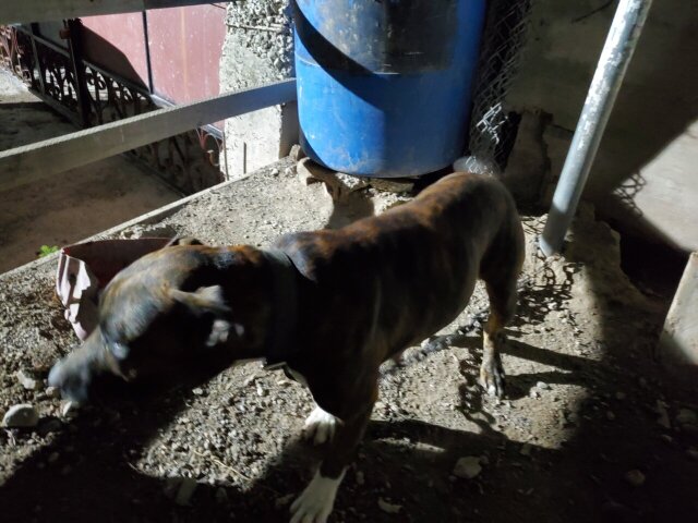 Rehoming