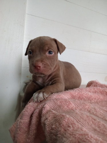 Purebred Pitbull Puppies 