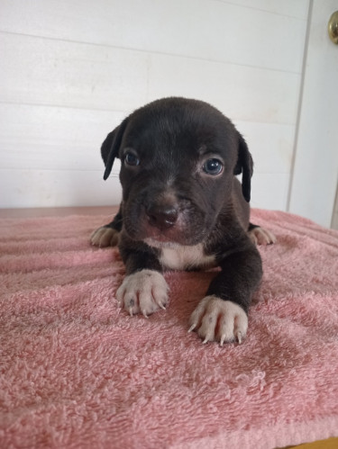 Purebred Pitbull Puppies 