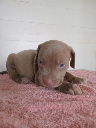 Purebred Pitbull Puppies 