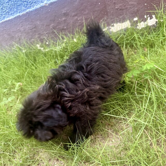 8 Weeks Old Shih Tzu?Pomeranian?Poodle