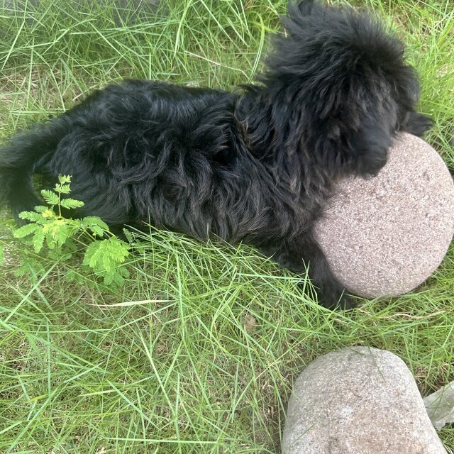 8 Weeks Old Shih Tzu?Pomeranian?Poodle