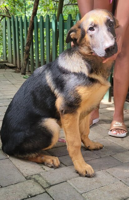 5 Month Old German Shepherd FOR SALE