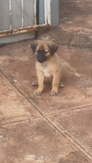 PUPPIES FOR SALE