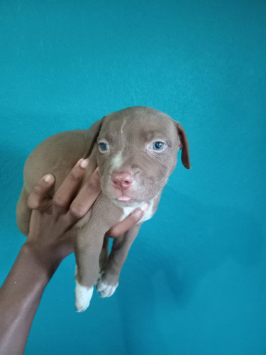 Purebred Pitbull Puppies 