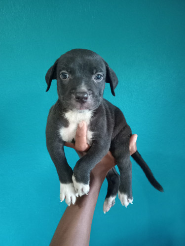 Purebred Pitbull Puppies 