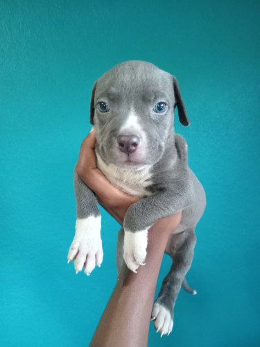 Purebred Pitbull Puppies 