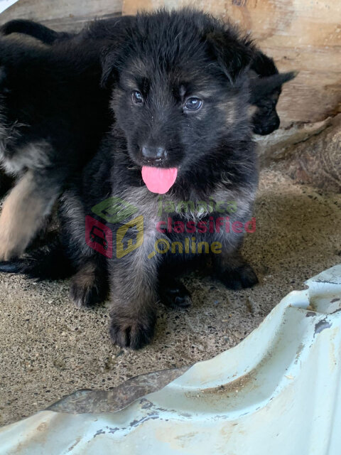 Pure Bred German Shepherd