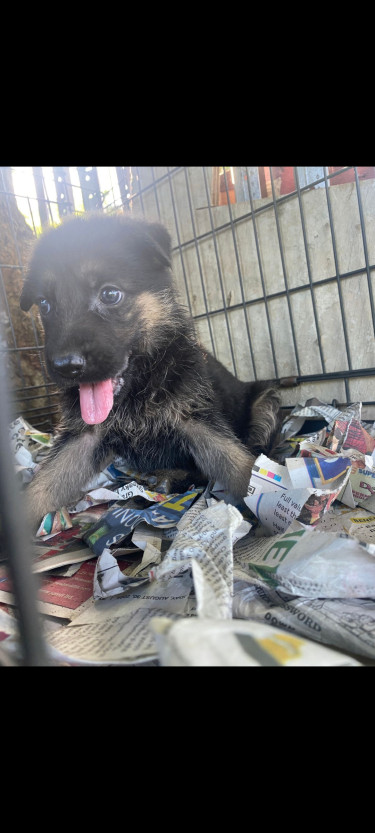 German Shepherd Puppies 