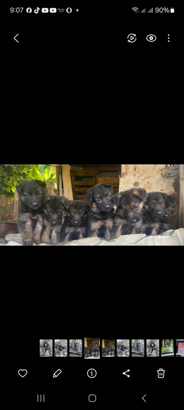 German Shepherd Puppies 