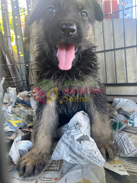 Pure Bred  German Shepherd Pups