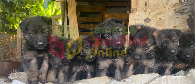 Pure Bred  German Shepherd Pups