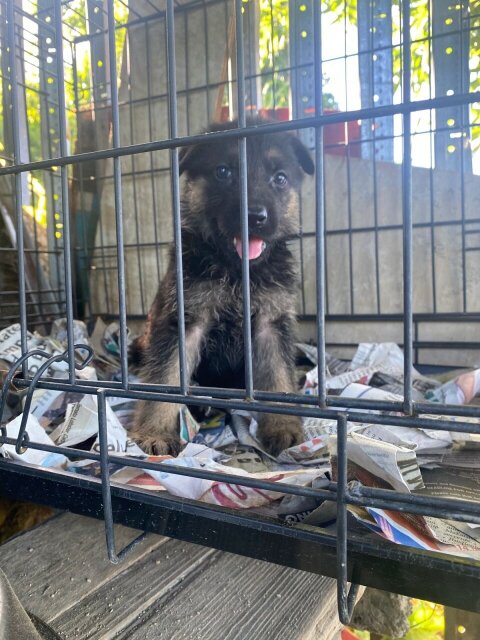 Pure Bred German Shepherd Pups Available