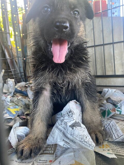 Pure Bred German Shepherd Pups Available